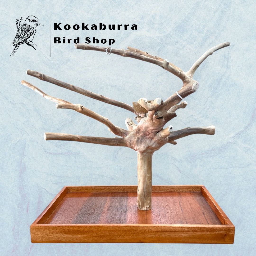 Medium Table Top Java Tree