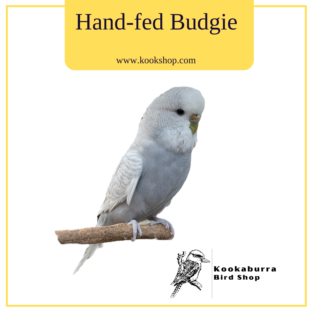 English Budgie (Gray Pied)