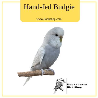 English Budgie (Gray Pied) English Budgie (Gray Pied)