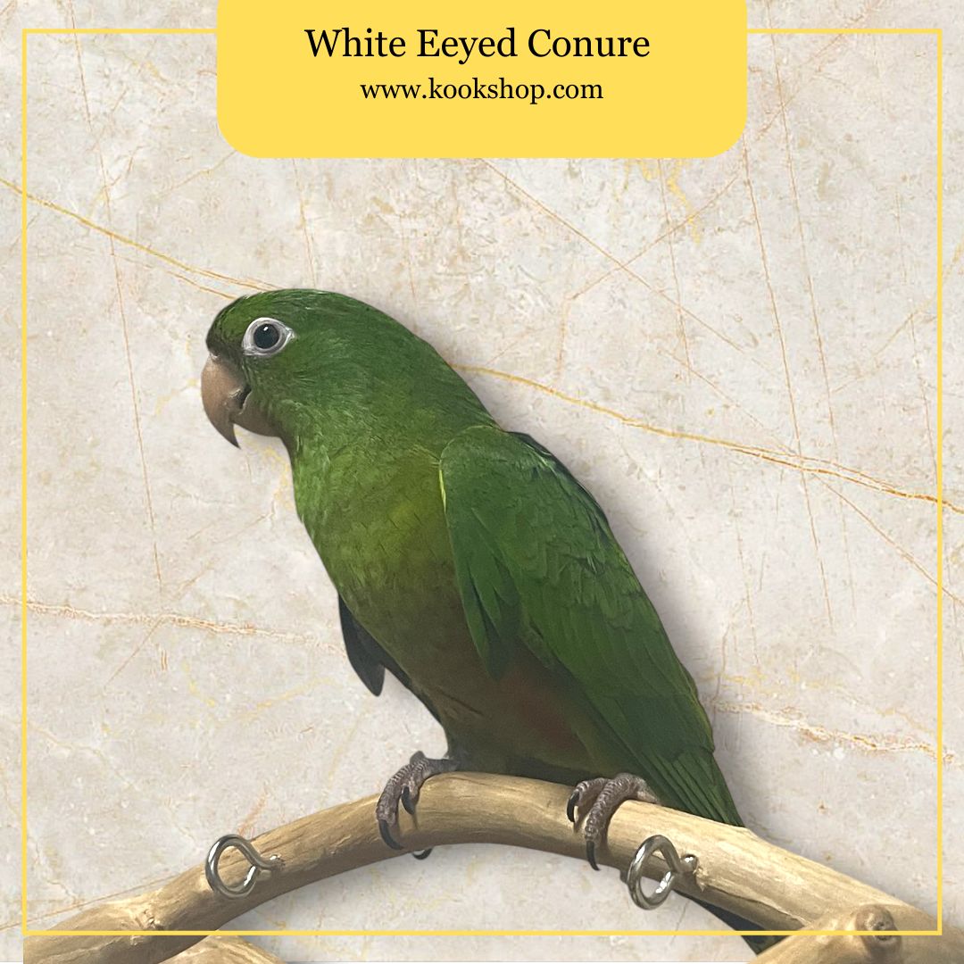 White Eyed Conure