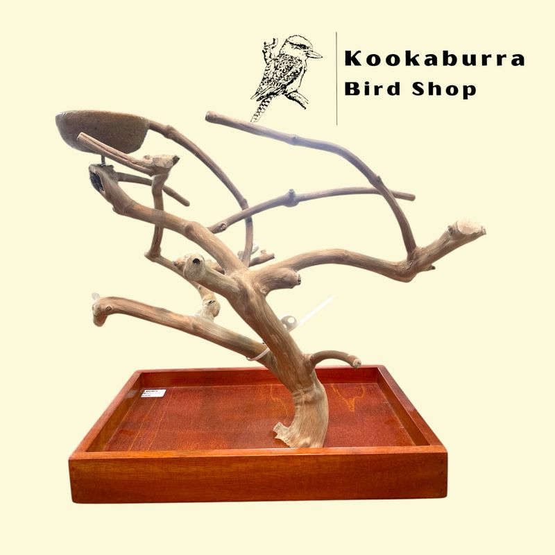 Small Table Top Java Tree