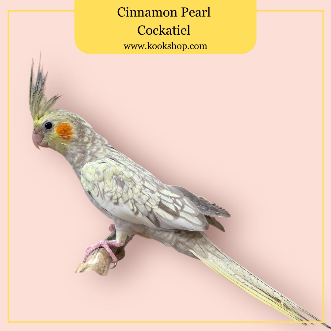 Cockatiel (Cinnamon Pearl)