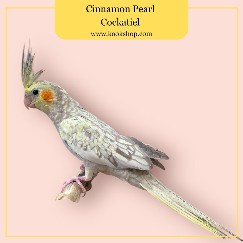 Cockatiel (Cinnamon Pearl)