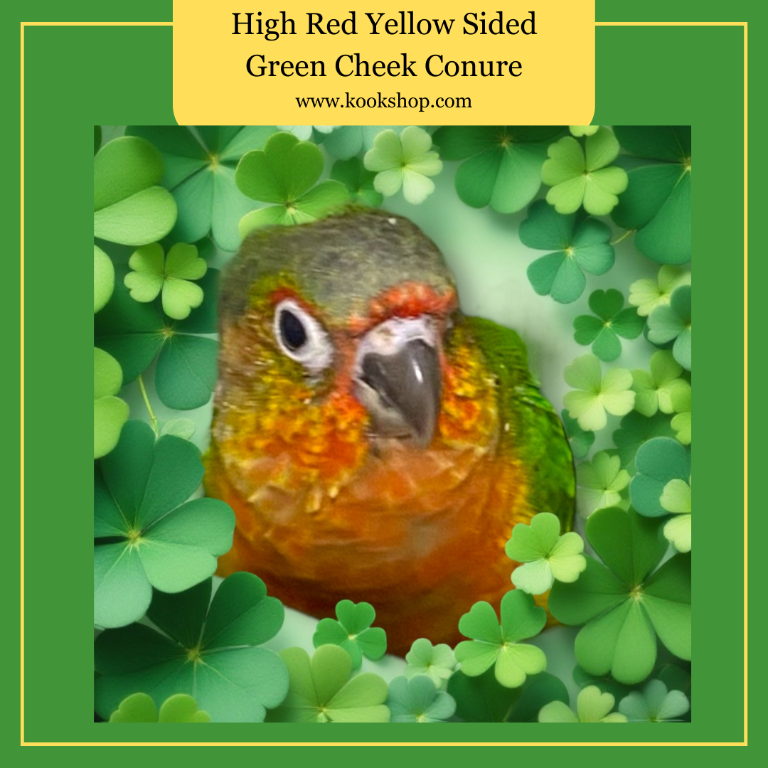 High Red Yellow Sided Green Cheeked Conure