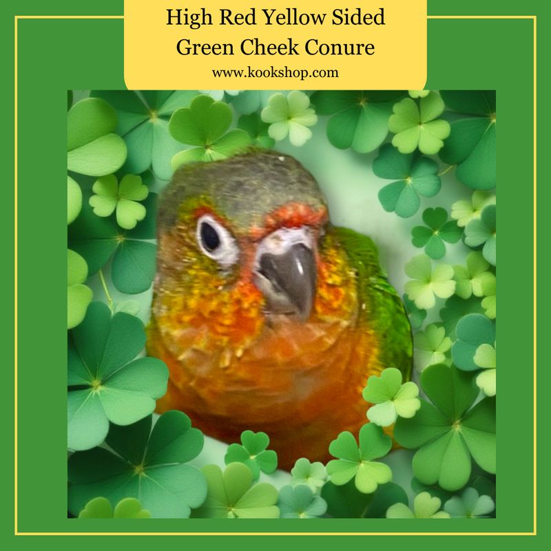 High Red Yellow Sided Green Cheeked Conure
