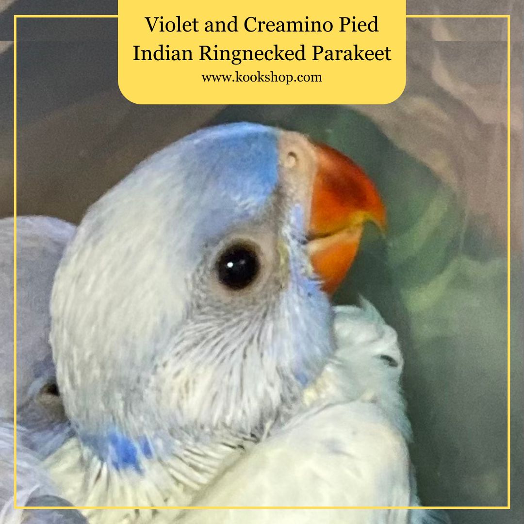 Violet and Creamino Pied Indian Ringneck Parakeet