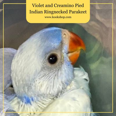 Violet and Creamino Pied Indian Ringneck Parakeet
