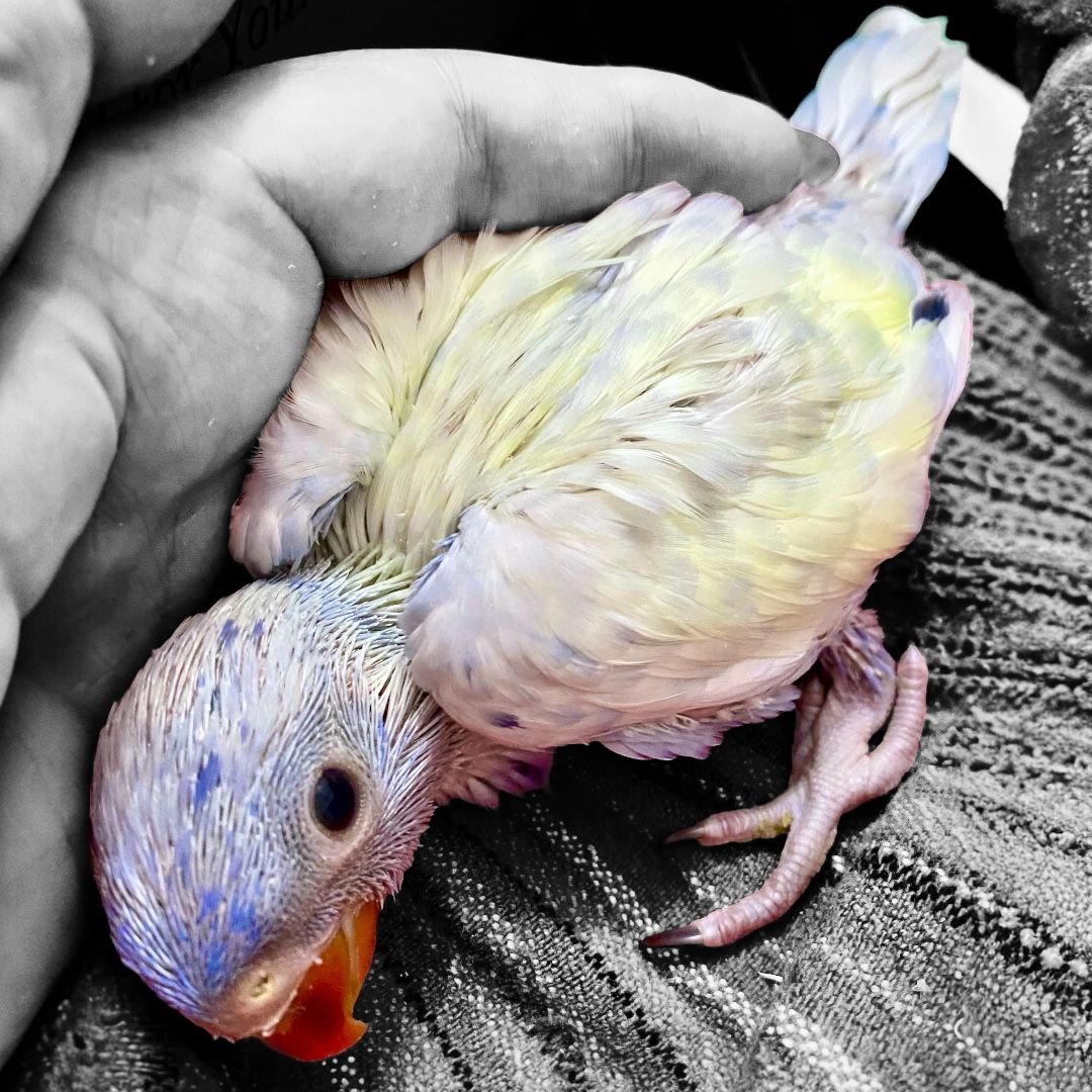 Violet and Creamino Pied Indian Ringneck Parakeet