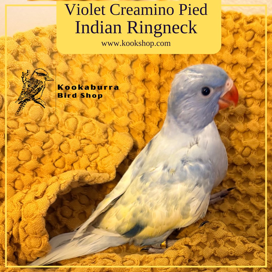 Violet and Creamino Pied Indian Ringneck Parakeet