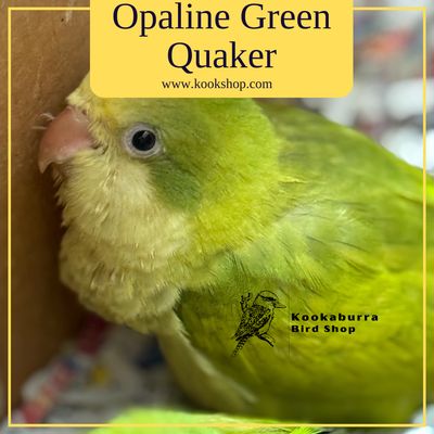 Opaline Green Quaker