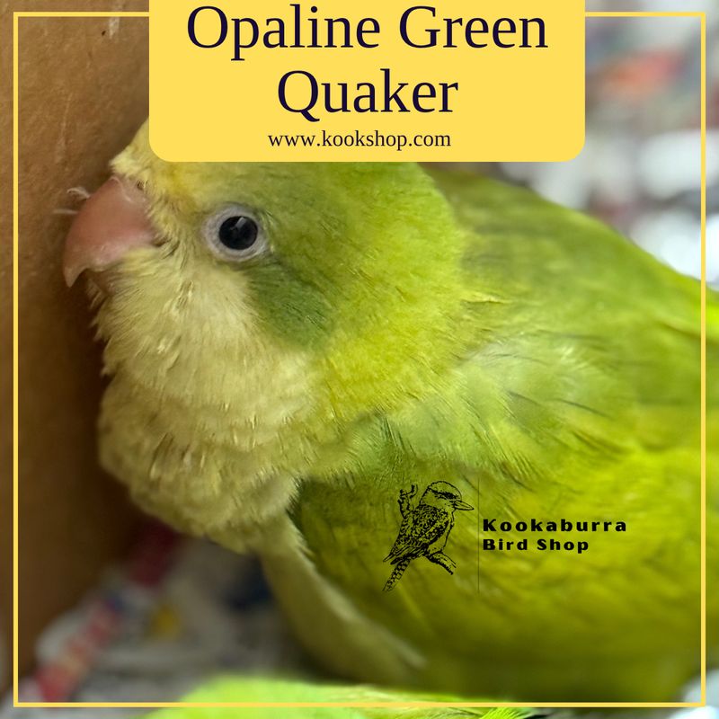 Opaline Green Quaker