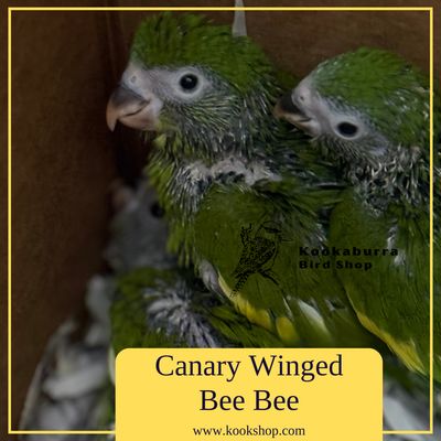 Canary Wing Bee Bee Canary Wing Bee Bee