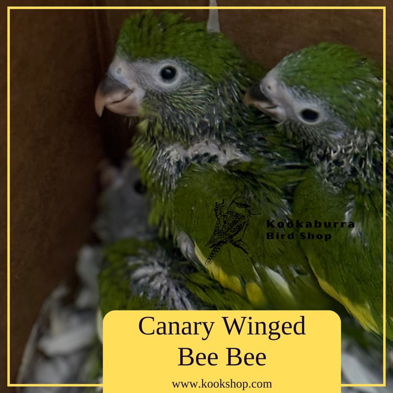Canary Wing Bee Bee Canary Wing Bee Bee