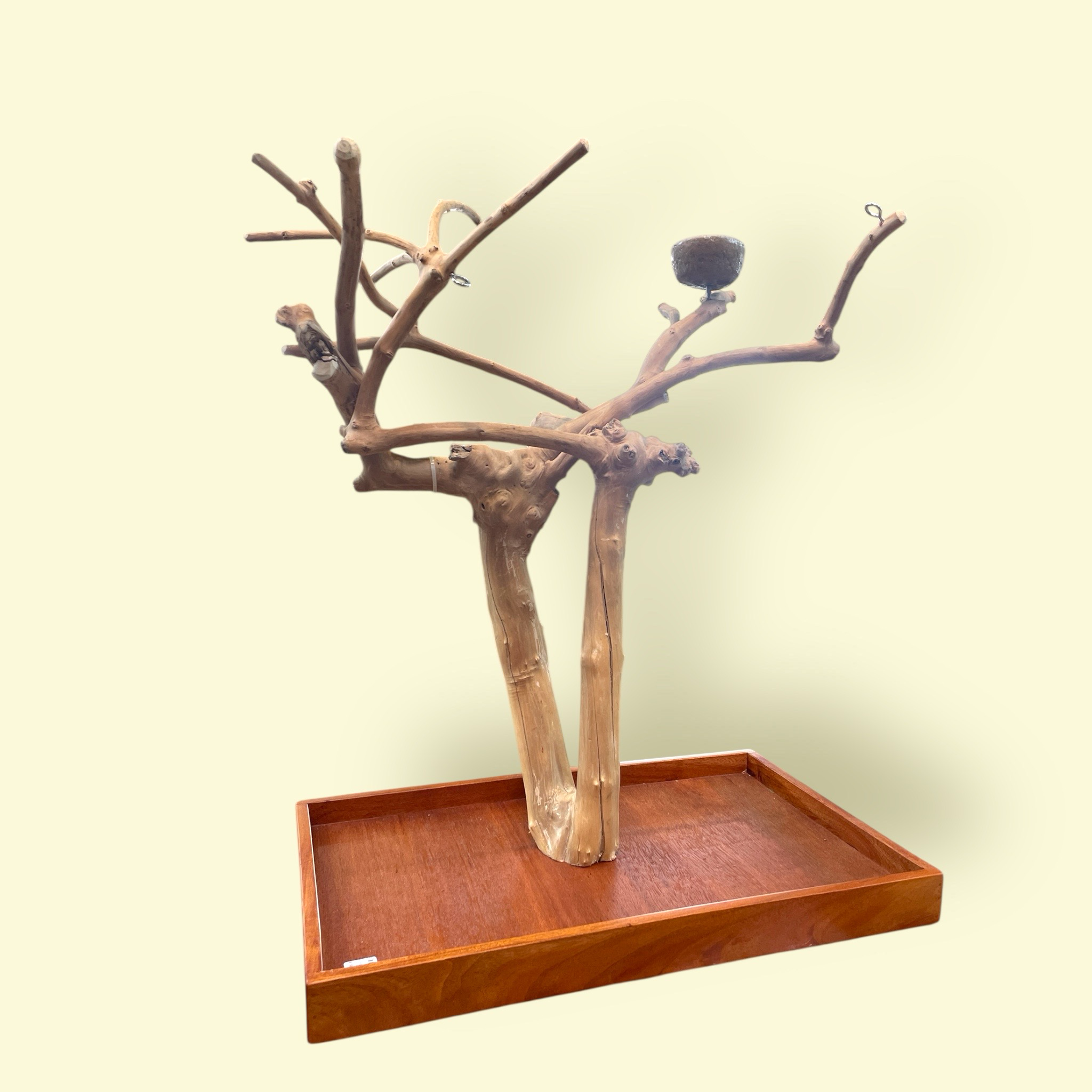 Medium Table Top Java Tree