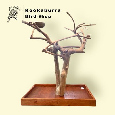 Medium Table Top Java Tree