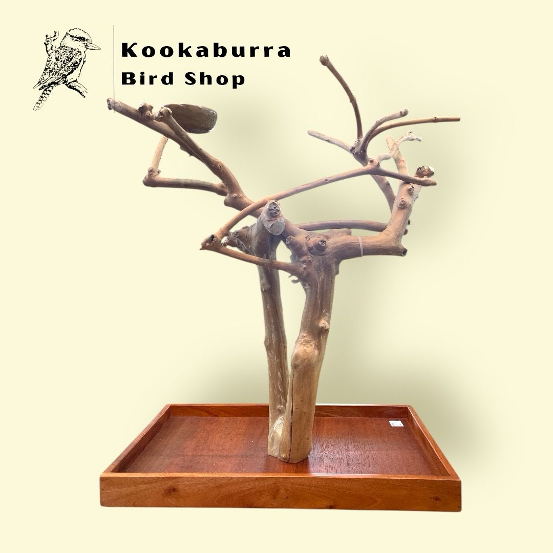 Medium Table Top Java Tree