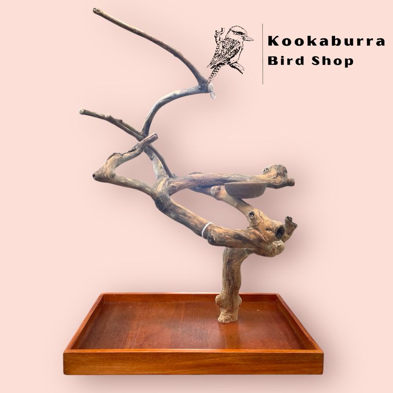 Medium Table Top Java Tree