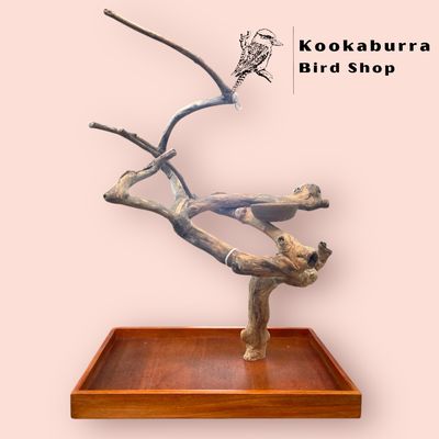 Medium Table Top Java Tree Medium Table Top Java Tree