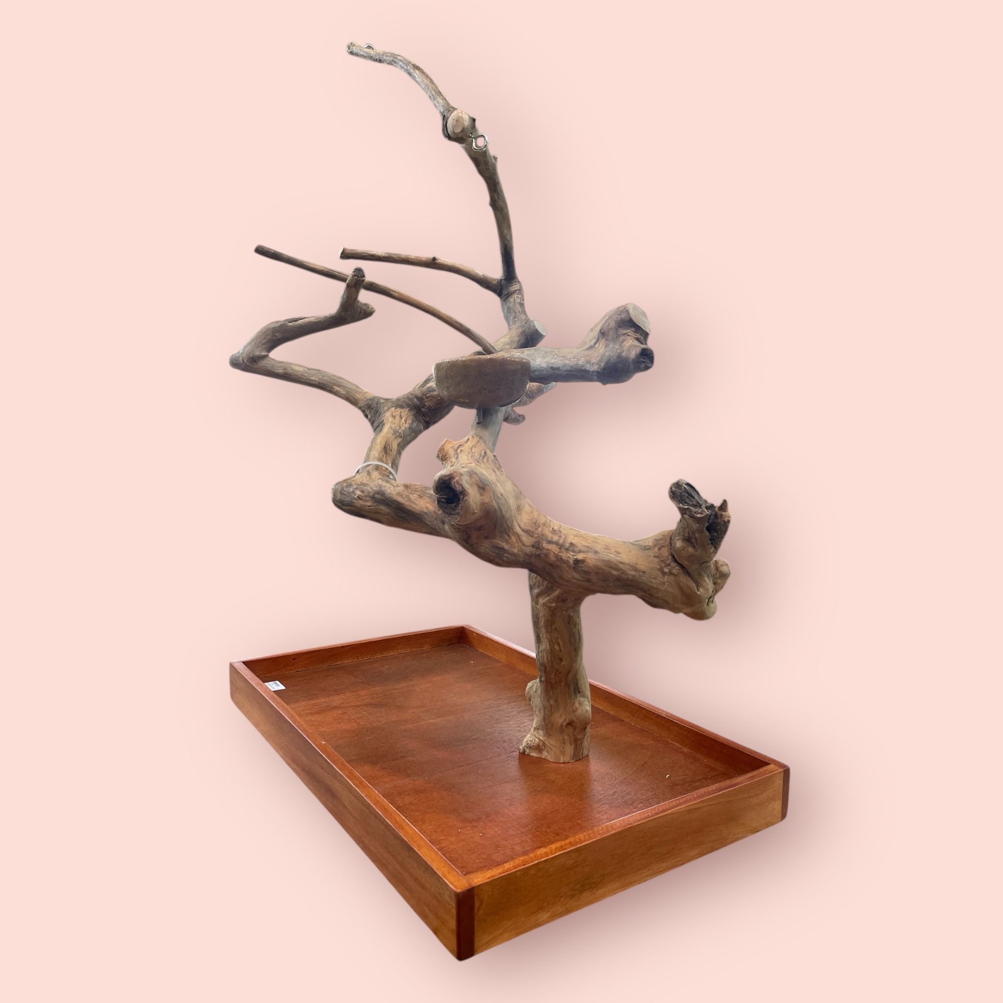 Medium Table Top Java Tree