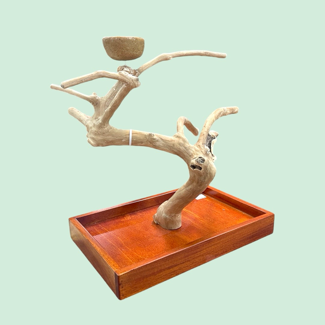 Small Table Top Java Tree