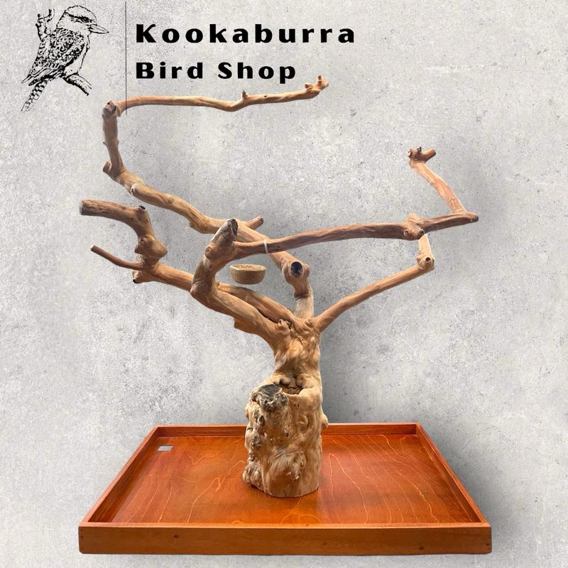 Large Table Top Java Tree