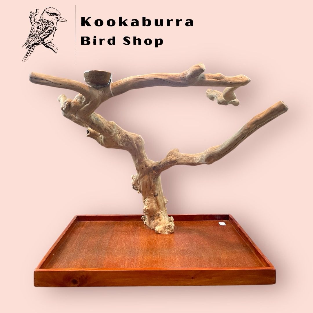 Large Table Top Java Tree