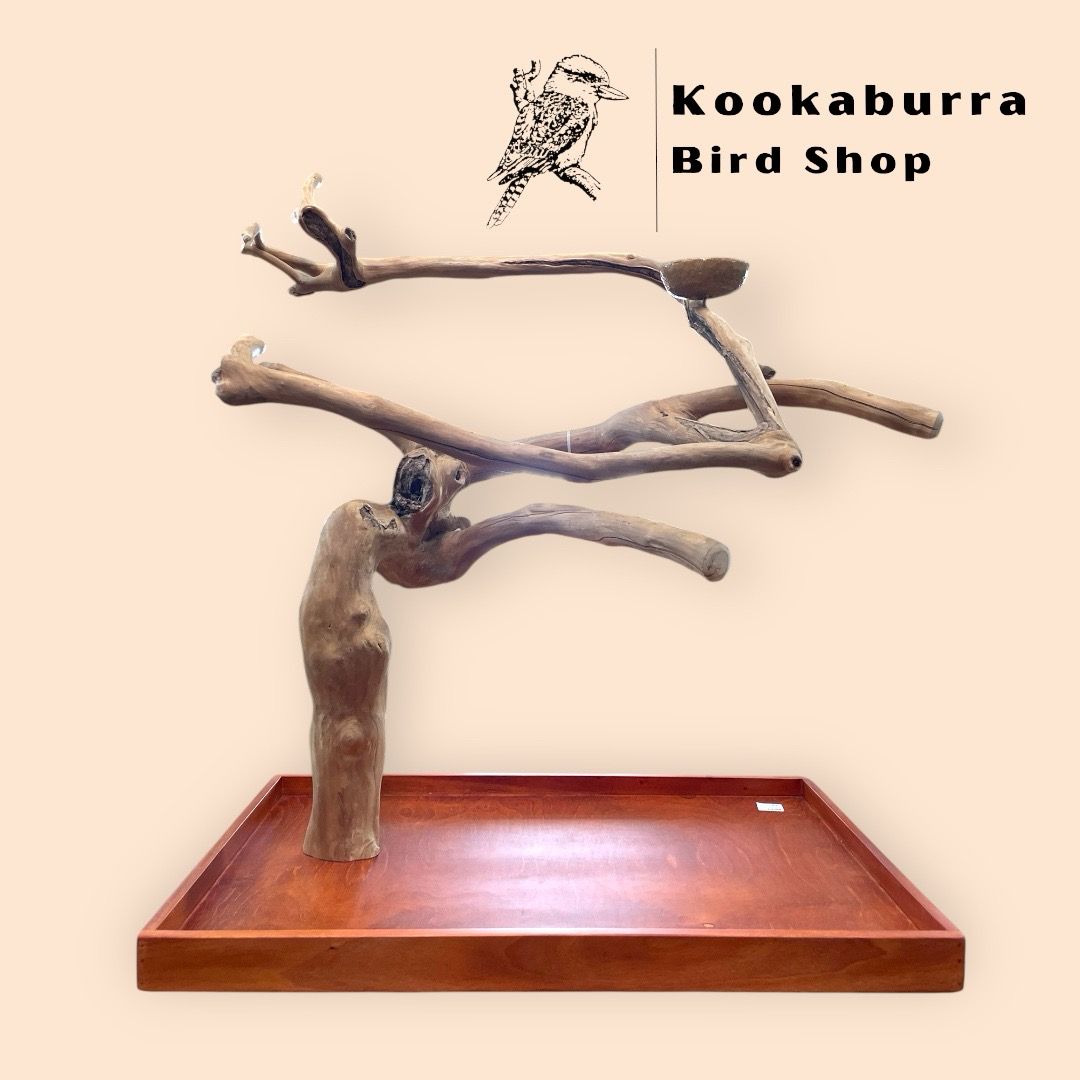 Large Table Top Java Tree