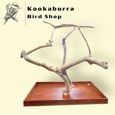 Large Table Top Java Tree