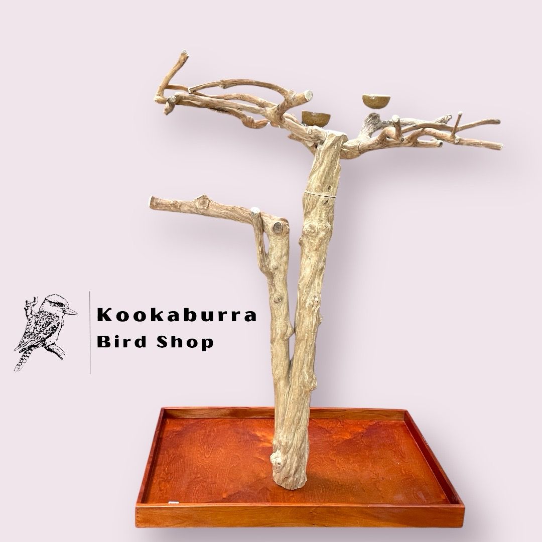 Medium Floor Standing Java Tree