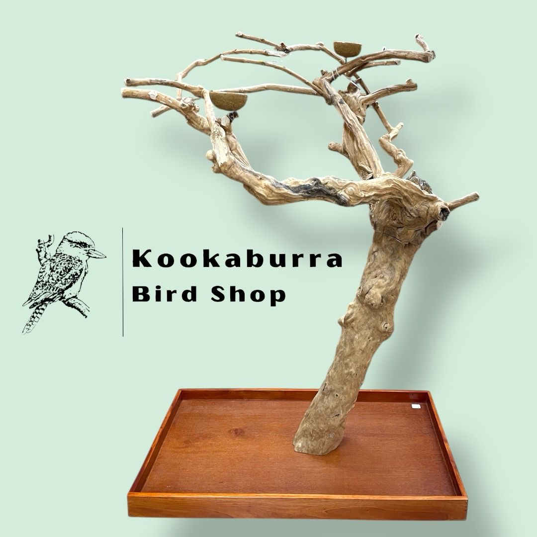 Medium Floor Standing Java Tree