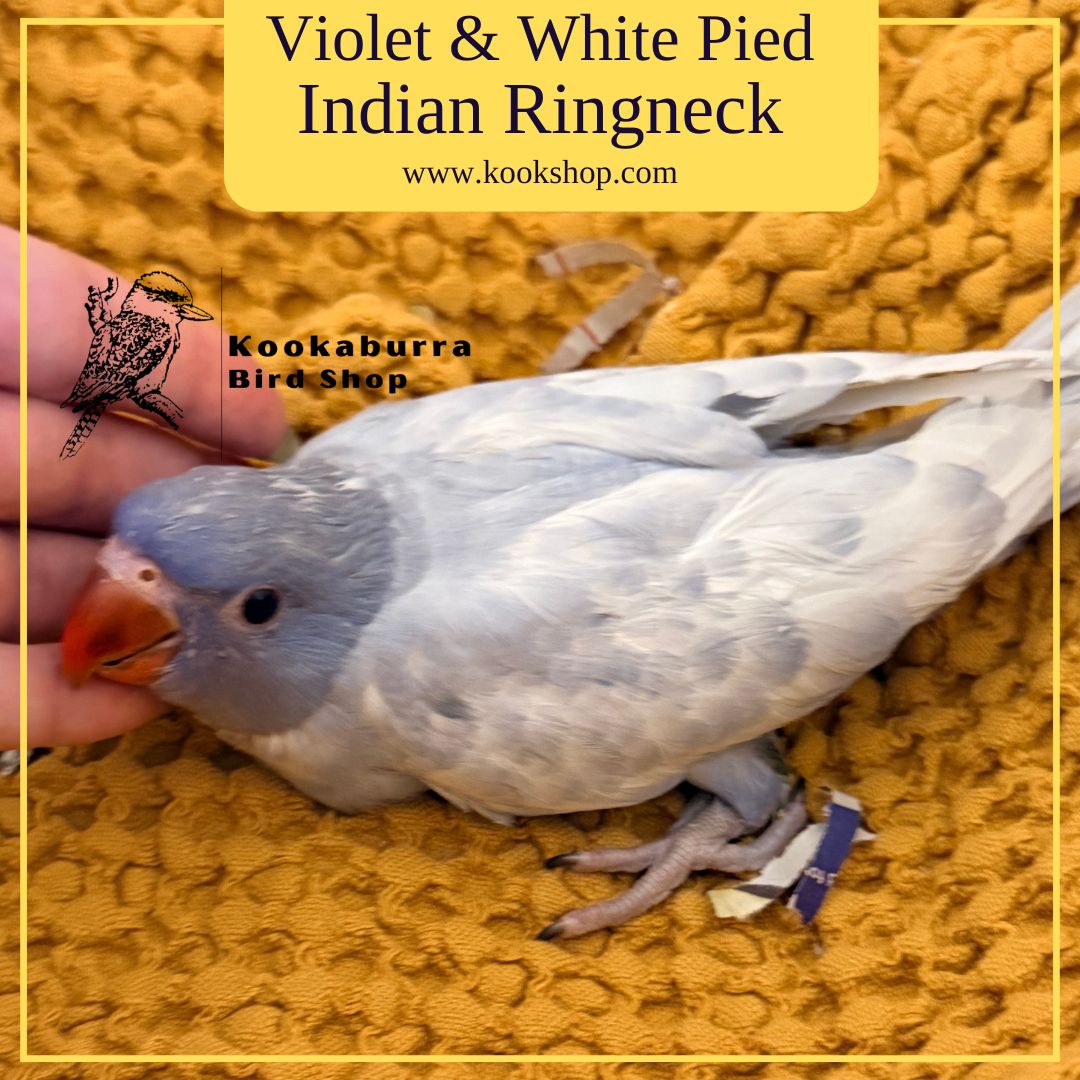 Violet and White Pied Indian Ringneck Parakeet