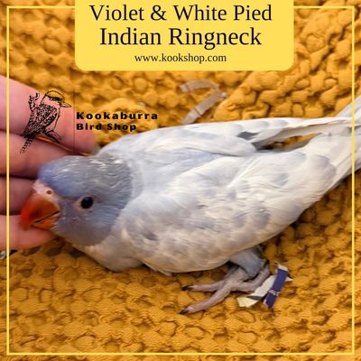 Violet and White Pied Indian Ringneck Parakeet