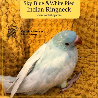 Sky Blue and White Pied Indian Ringneck Parakeet