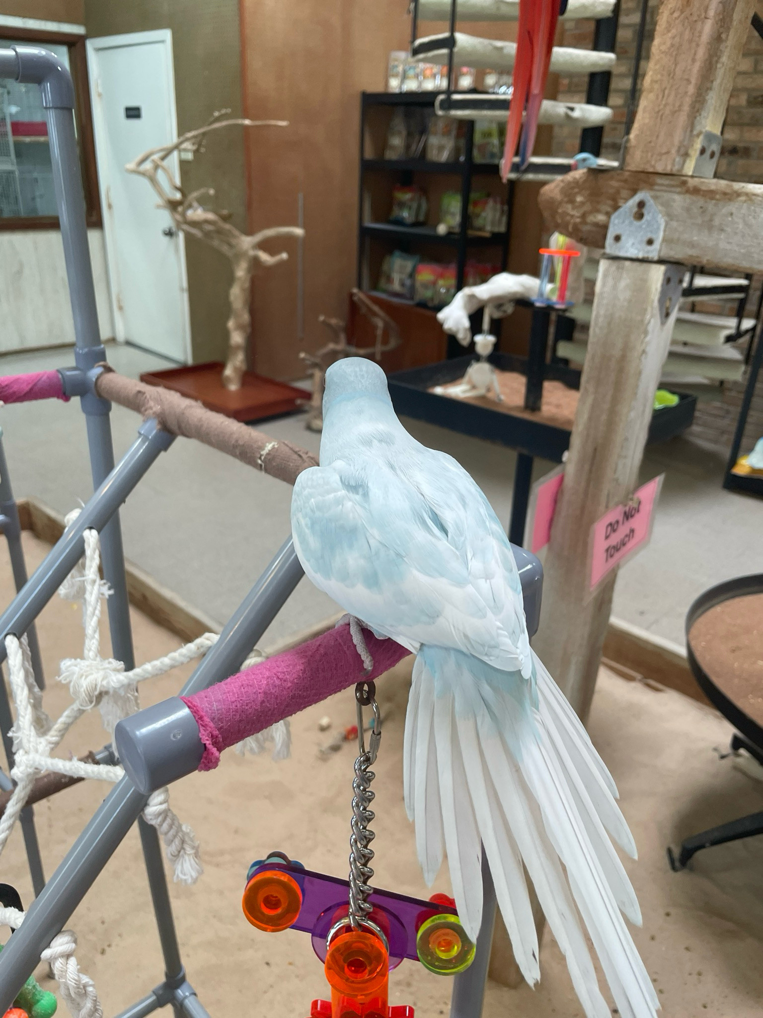 Sky Blue and White Pied Indian Ringneck Parakeet