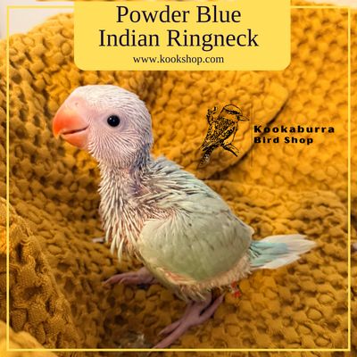 Powder Blue Indian Ringneck Parakeet