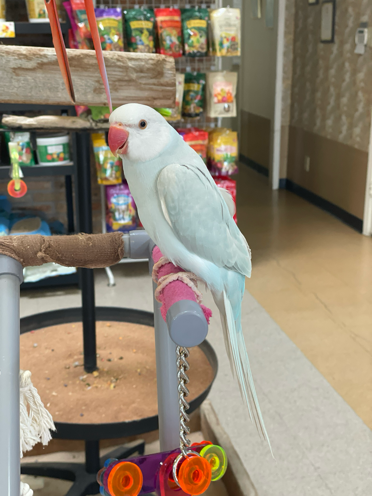 Powder Blue Indian Ringneck Parakeet