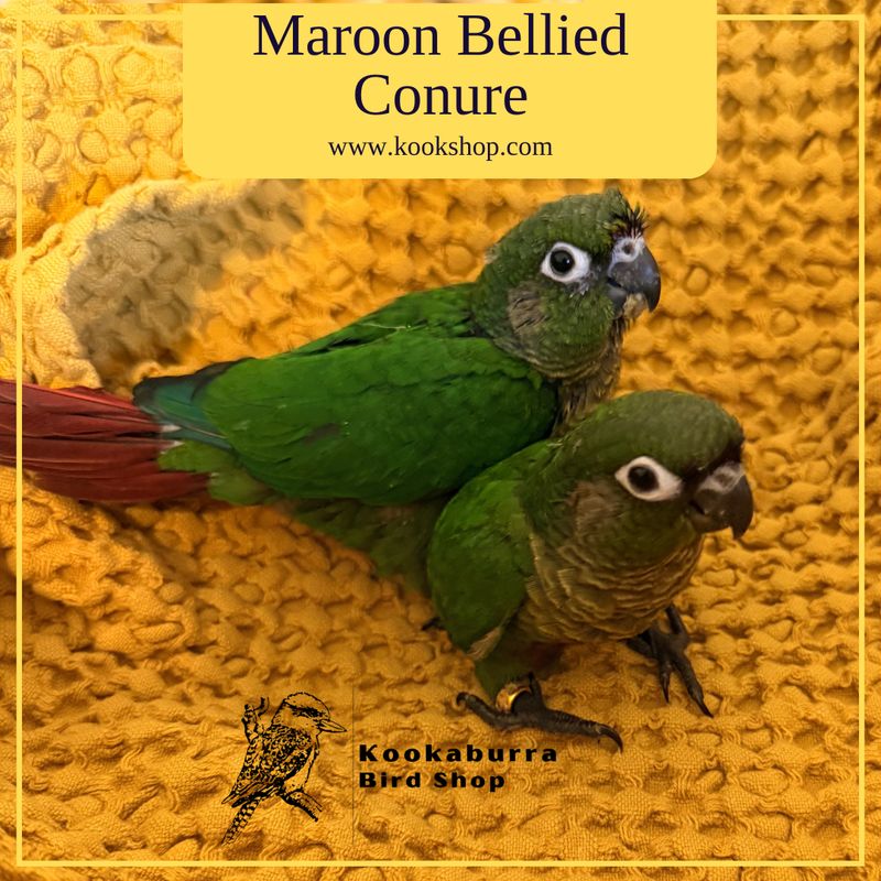 Maroon Bellied Conure