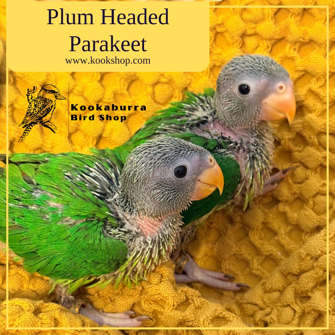 Plum Headed Parakeet