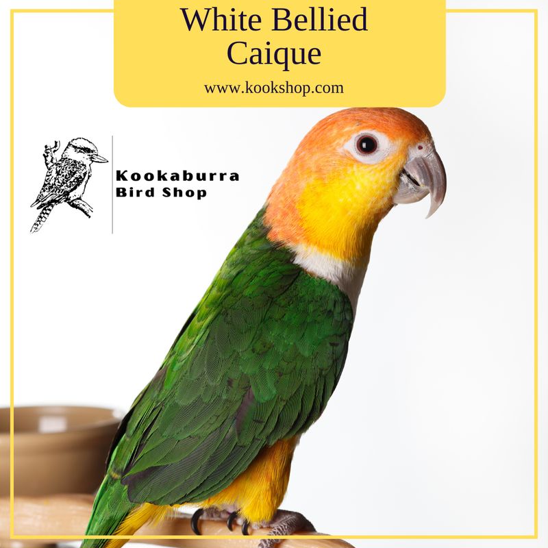 White Bellied Caique