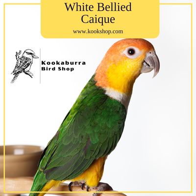 White Bellied Caique White Bellied Caique