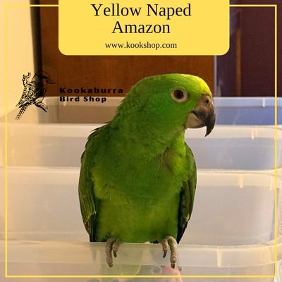 Yellow Naped Amazon Parrot Yellow Naped Amazon Parrot