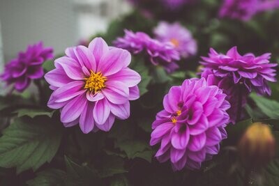 Floral