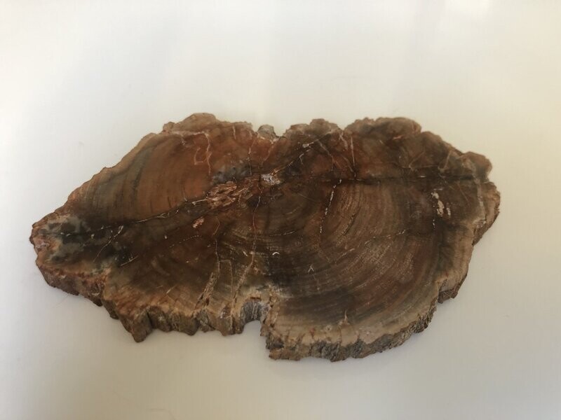 Bois fossilisé