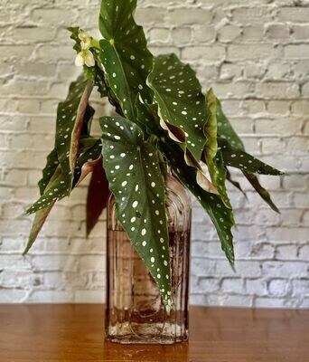 Begonia Polka Dot in tall vessel  - Hydro plant