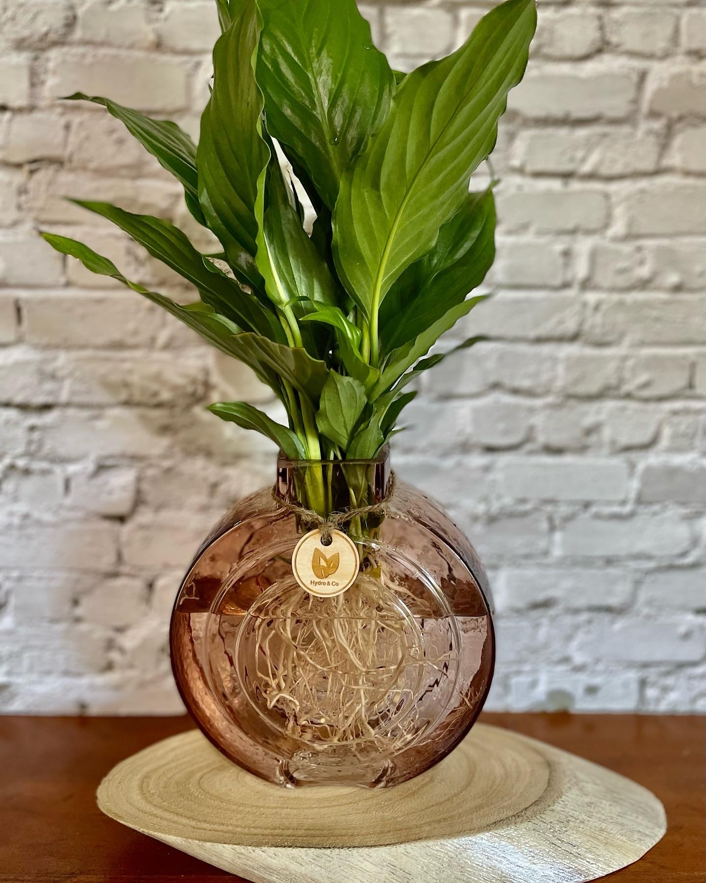 Peace Lily in Round glass vase - Hydro plant