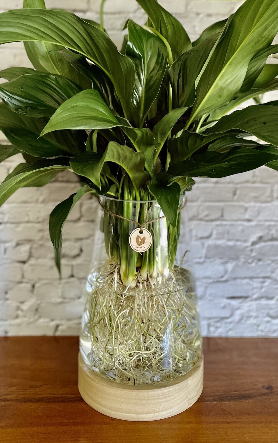 Peace Lily (Large) inc Torpedo with Timber base - Hydro plant