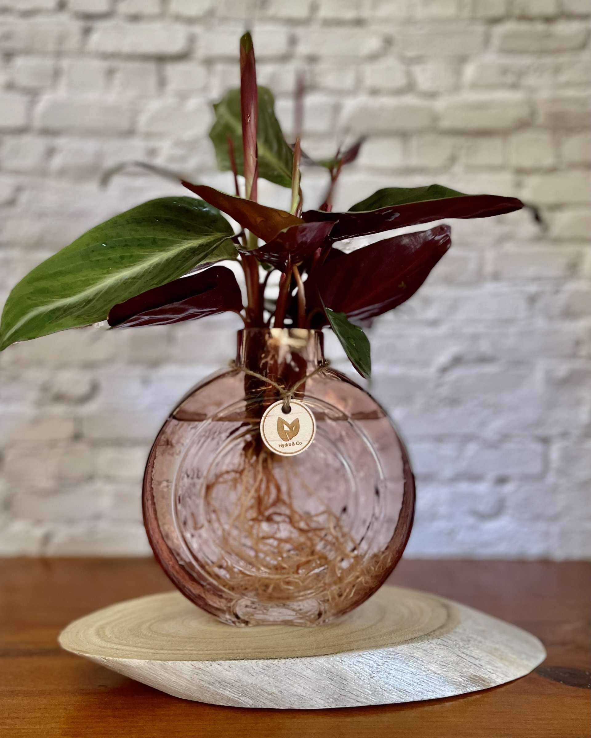 Stromanthe Sanguinea in a small round vessel - Hydro plant