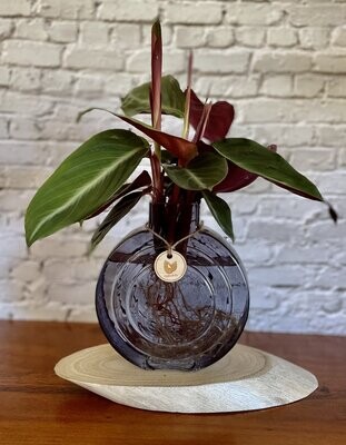 Stromanthe Sanguinea in a small round vessel - Hydro plant