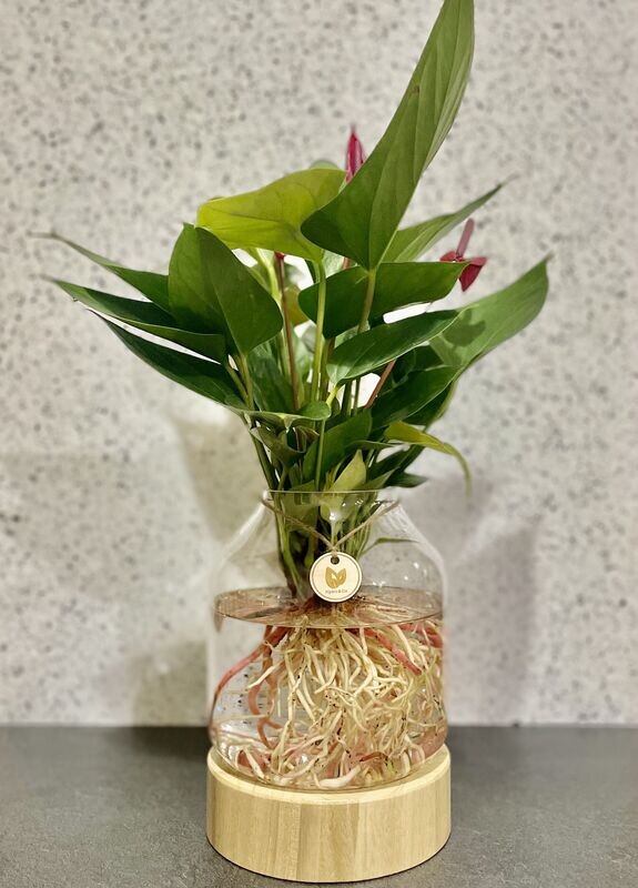 Anthurium (Medium) In Timber / Glass Vase - Hydro plant
