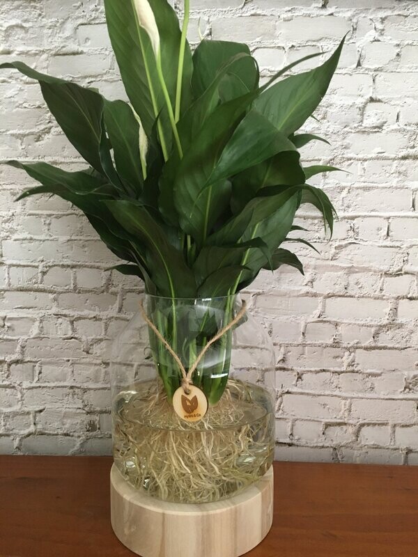 Peace Lily (Medium) in varnished timber and glass vessel - Hydro plant